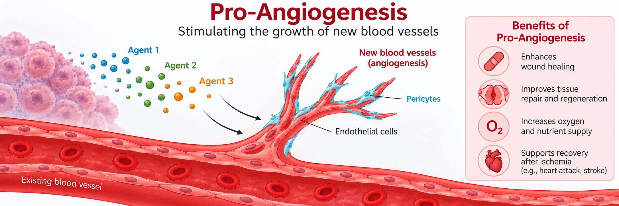 Pro-angiogenesis
