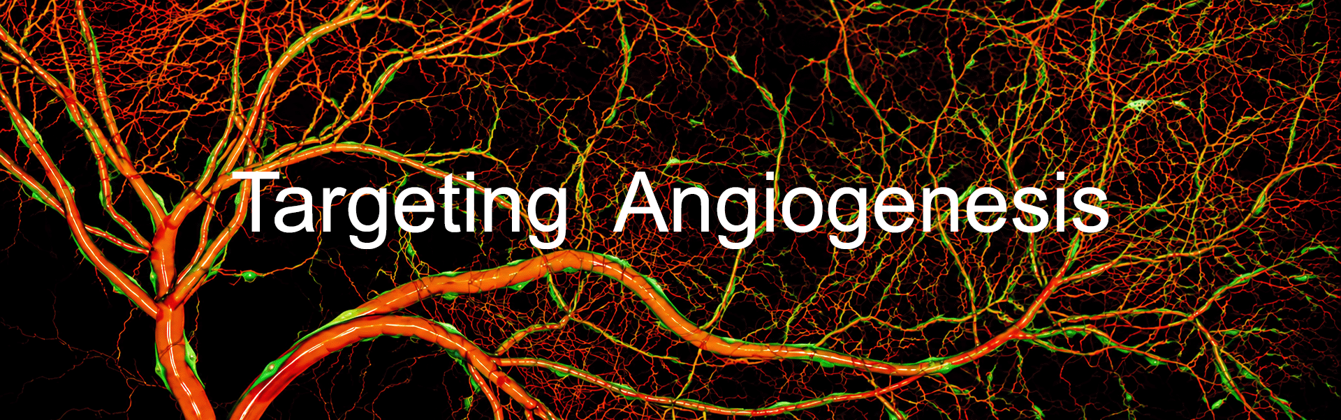 ANGEOO Therapeutics